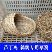 Ruddin chicken blue-chest quail laying egg nest egg nest in winter to warm breeding hatching dens