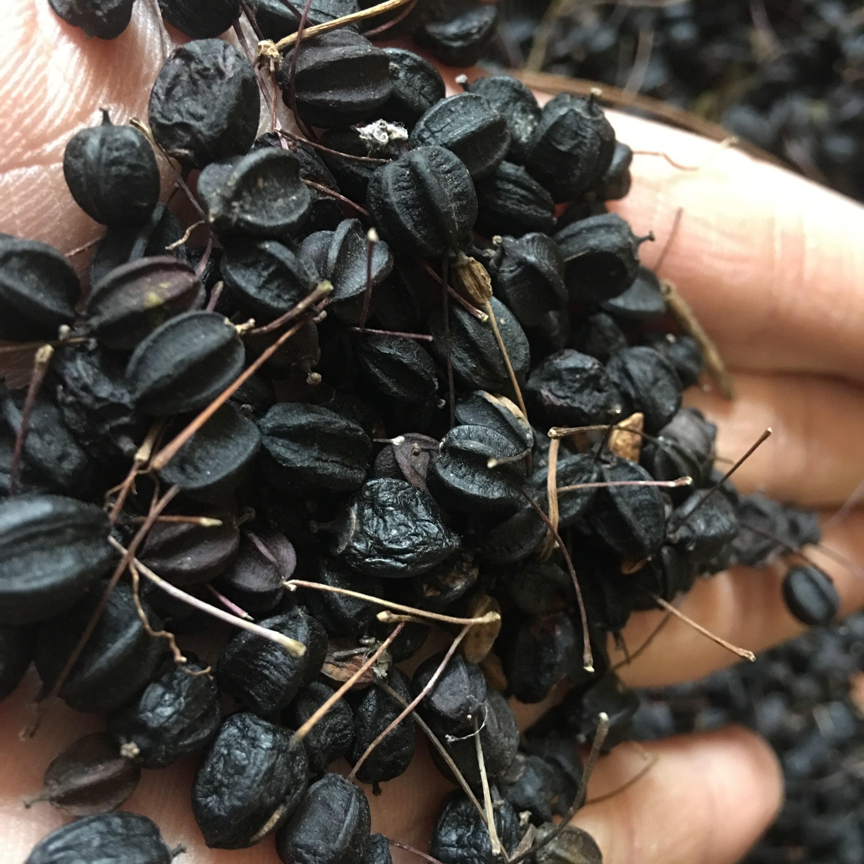 Northeast specialty Acanthopanax, Changbai Mountain Acanthopanax seeds, Acanthopanax fruit, Acanthopanax bark, Acanthopanax peel 250g