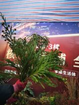 Kunming flower express Tianzhu girl flowers with leaves imported high-end leaves with a tie batch