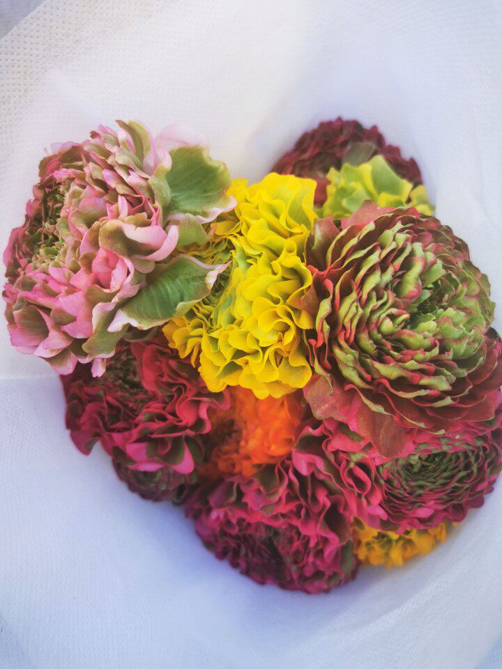 Fresh Listed Koi Butterfly Ocean Peony Cut Flowers Family flowers in Kunming Yunnan