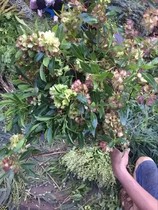 New products listed welcome beans festive flowers Yunnan Kunming flower Express