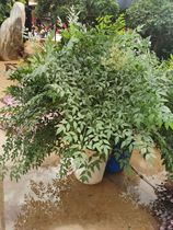 Flower Courier Yunnan Kunming high-grade Leaf Nantianzhu fresh cut flowers a batch