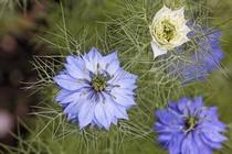 Black grass flowers express rare high-grade flowers with grass blue white pattern
