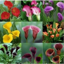Yunnan Kunming Flowers Express wedding family flowers imported color calla lily flowers a batch