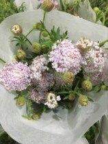 Cuisui flowers express courier Yunnan Kunming flower farmers flower base flowers One-to-one group of flowers