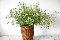 Flowers Courier Flowers Express Yunnan Kunming rose with flower Crystal Grass to sell