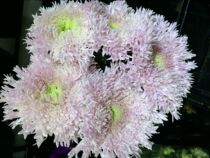 Dutch Import Pink Teddy Chrysanthemum Bread Chrysanthemum Flowers Yunnan Batch of South Hair Kunming Express 10 Branch
