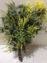 Rare varieties Seasonal hot new Acacia Christmas flowers Yunnan Kunming flowers express Dounan base