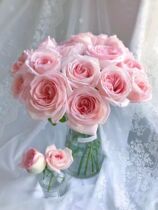 Yunnan lychee rose flowers white pink rose scented with strong family flower flower couriers