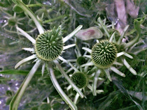 Yunnan Kunming flowers wholesale imported rich fruit features flower business family flower arrangement