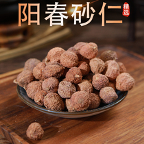 Yangchun amomum villosum spring amomum villosum spring amomum villosum dried fruit authentic Yangchun specialties Chinese medicinal materials stomach nourishing soup steamed meat