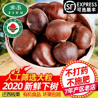 (Organic chestnuts)Ziyu artificially selected large grains of authentic Qianxi chestnuts 5 kg 2020 fresh raw chestnuts