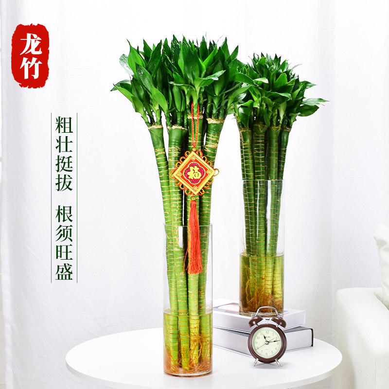 Dragon bamboo transport rich bamboo hydroponic plant knot high indoor Guanyin bamboo potted living room water culture belt root thick pole