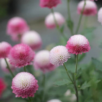 Large forest male pearl jade egg silver color brilliance relobacia dwarf raw potted ball chamomile flower Multi-year raw balcony plant
