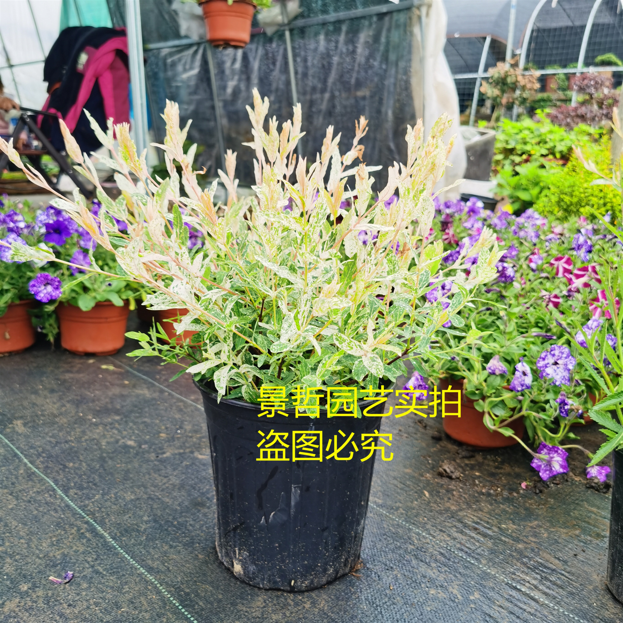 彩叶杞柳:秋天的童话森林,你值得拥有吗?🍂 -商品-淘宝百科网