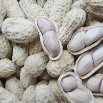 2 kg of Fujian Longyan peanuts garlic five-spice boiled salt dried peanuts with shells farmhouse nut snacks