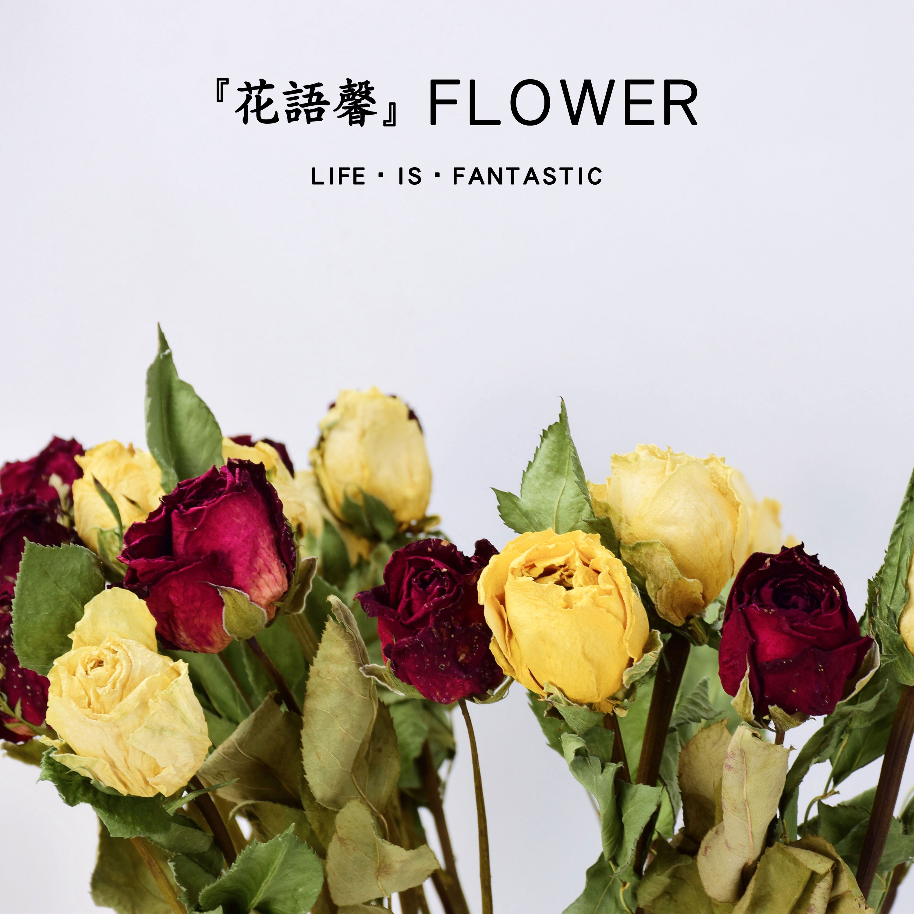 Rose Dry Flowers Real Flowers Flowers red Dry Flower bouquet Valentine's Day Dried Flowers Bouquet Real Flowers Diy Materials Home Furnishing