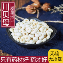Sichuan Direct Selling Sichuan Fritillary Wild Sichuan Fritillaria Sichuan Fritillaria Chinese Medicinal Materials Special Grade Pearl oyster Mill Sichuan Fritillary Powder 500g