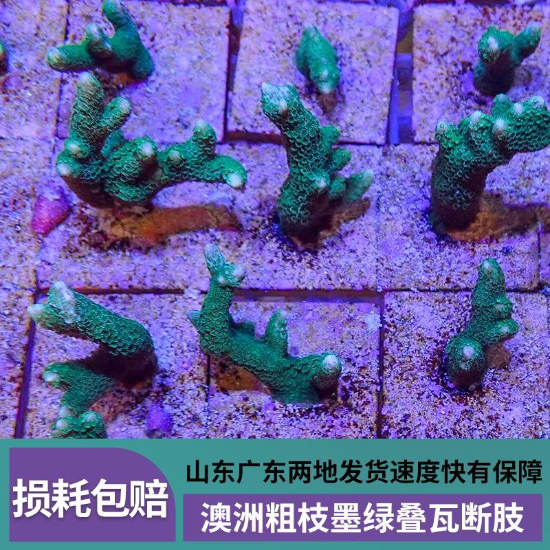 2025年必入！澳洲粗枝墨绿叠瓦断肢紫红SPS珊瑚，日落叠瓦断枝种
