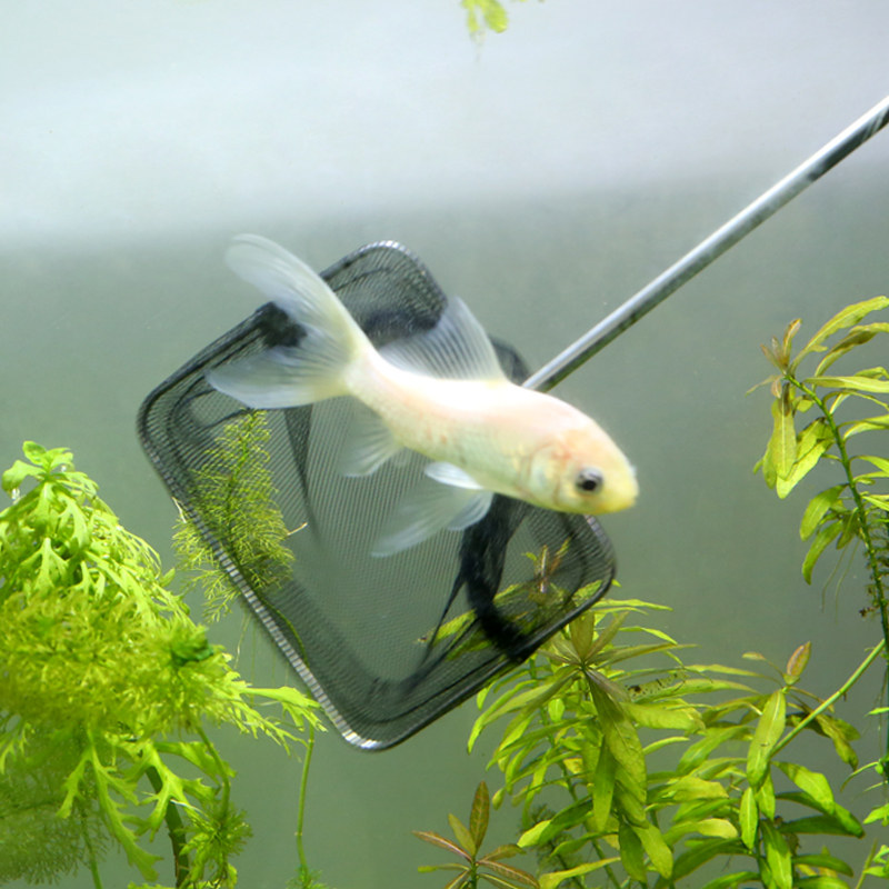 Fish tank fish fishing fishing fishing stainless steel square fishing hand-copied fishing net small goldfish ornamental fishing aquarium tank shrimp fishing