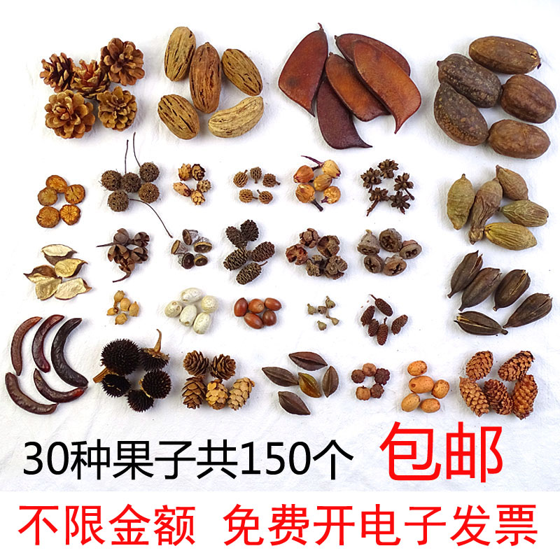 Handmade diy fruit 30 kinds 150 natural fruit acorn pine cone kindergarten environmental creation material package shooting props - Taobao