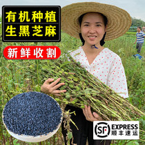 Black Sesame raw farmers produce fresh natural Special Grade disposable in 2021 black sesame hair growth 500g