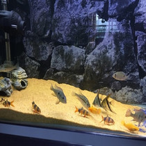 Mouse fish sand sand gold sand Three Lakes porcelain carved mouse sand Philippine sand fish tank landscape fish tank bottom sand makeup sand