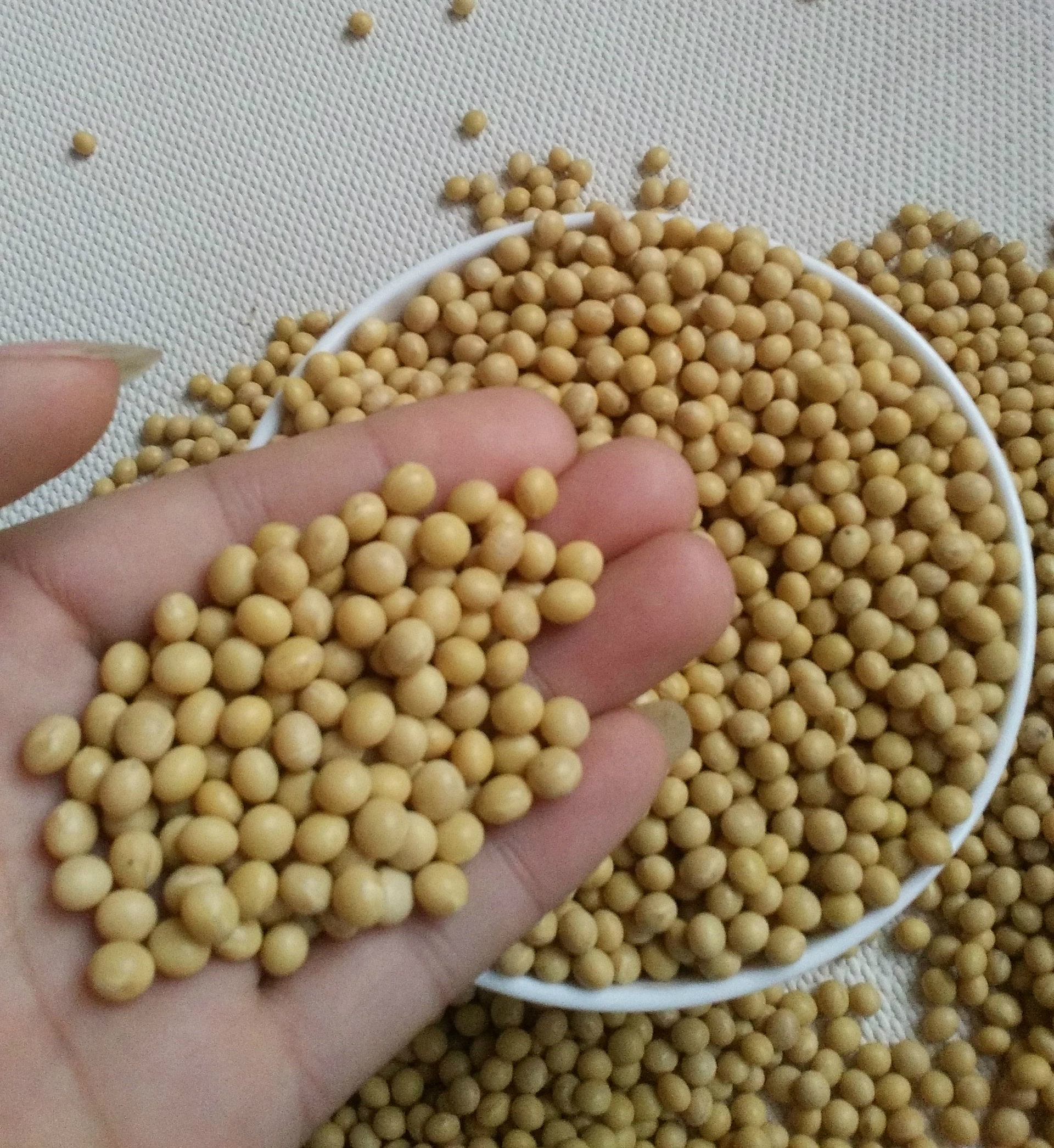 New Goods Medium Grain Soybean 500g Raw Bean Sprout Beating Soy Milk To Make Tofu Farmhouse Self-Seed Non-Genetically Modified Soybean