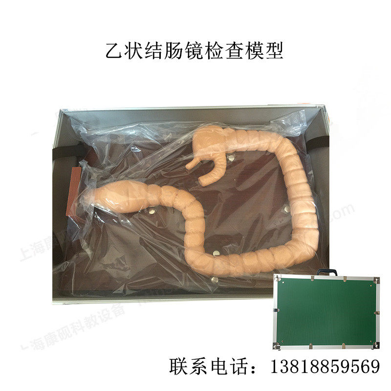 乙状结肠镜检查模型人体大肠结构模具教学练习肠道诊断
