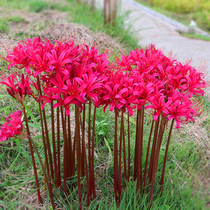 Red and blue rose Lycoris perennial autumn planting domestic red flower bulb garden potted balcony easy to live