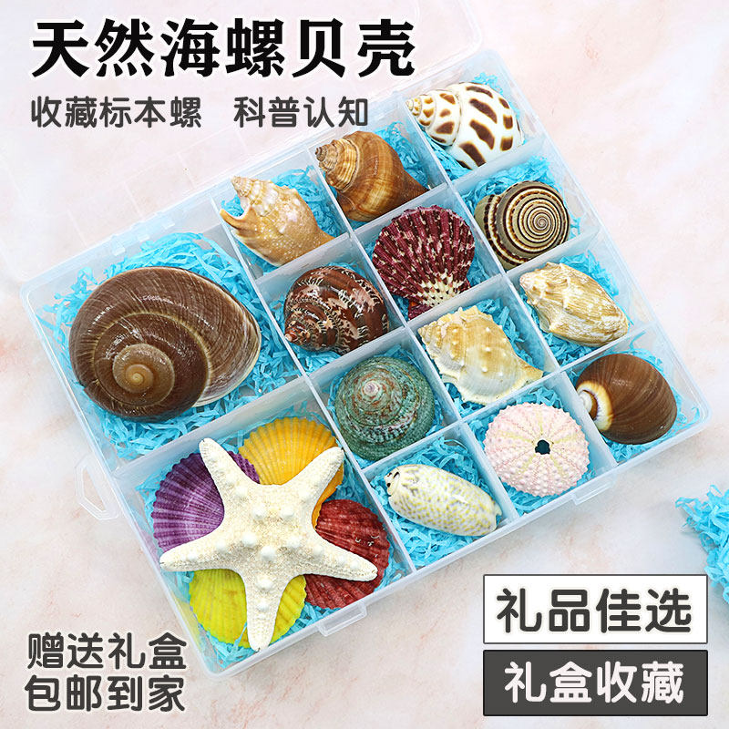Conch shell starfish specimen ornamental gift box kindergarten children's gift toy gift learning science teaching materials