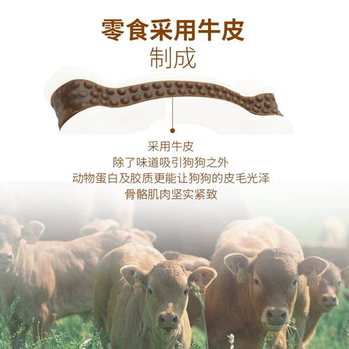 Играть в страус, кадмий -зебра, パ パ パ パ パ 吣 吣 吣 吣 ∮ ∮ ∮ ∮ 吣 吣 吣 吣 吣 吣 吣 吣 吣 吣