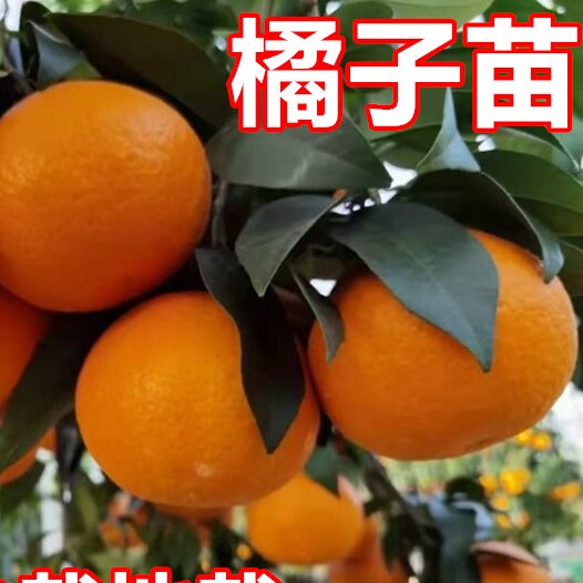 四季果树种植苗场