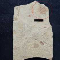 Western Liaoning Fossils Plant Fossils np486 Gurwang Fruit Chaoyang Xu Beipiao Huangbanjigou