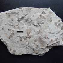 Plant fossils from western Liaoning: Insects with hairy seeds np480 Daohugou Chaoyang