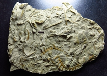 Trilobite Fossil Swallow Stone ns86 Hebei