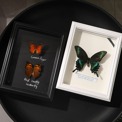Butterfly Wingspan Specimen Display Frame Insect Storage Box Handmade DIY Collection 5 6inch Three-Dimensional Glass Photo Frame