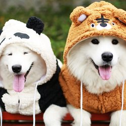 Dog clothes golden retriever medium and large dog Labrador winter Samoyed clothes big dog pet autumn and winter clothes