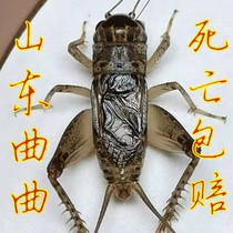 Shandong crickets live boutique bucket fight insects three-tailed cricket songworms three-tailed grasshopper live insects