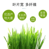 Семена кошачья трава гидропонная кошачья закуска дезодоризация волос шарик -Крим кошачья трава семя семян посадки в рукав кошка