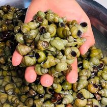 4 pounds of fresh field snails can be tail-tailed and packed with live stone snails mud snail powder live fresh snails and freshly caught snails.