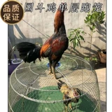 Борьба с курицами борьба с курицей складывающейся клетки, борьба с курицей куриной курицей -сингл -слоя, бегущие куриные поставки, сражаясь с курицей, сражаясь с курицей