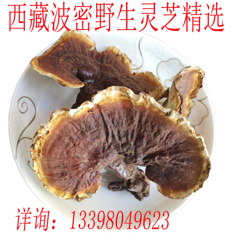 250 x Tibetan wild ganoderma lucidum Red ganoderma lucidum in the primeval forest Such goods are rare, taste and taste
