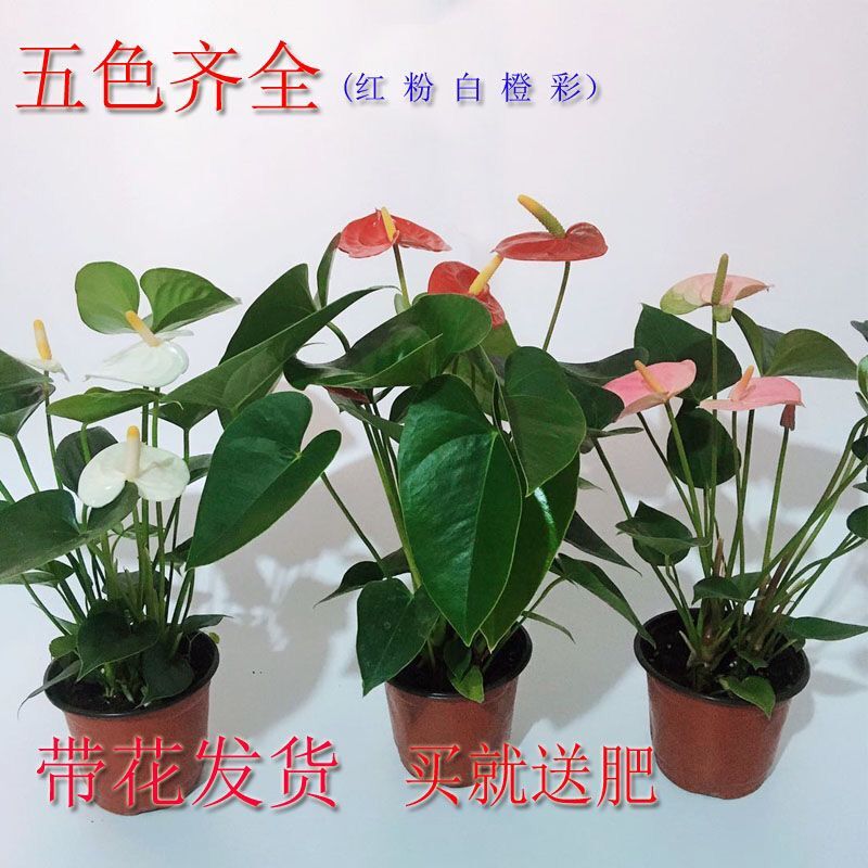 精選火鶴花盆栽帶花發貨火鶴苗白掌一帆風順室內景觀植物創意