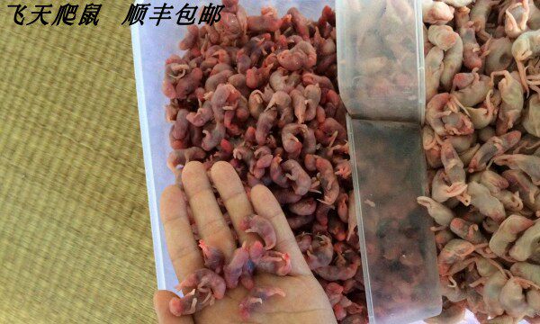 Frozen suckling mouse size vermicelli 200 snake turtle cat lizard shunfeng