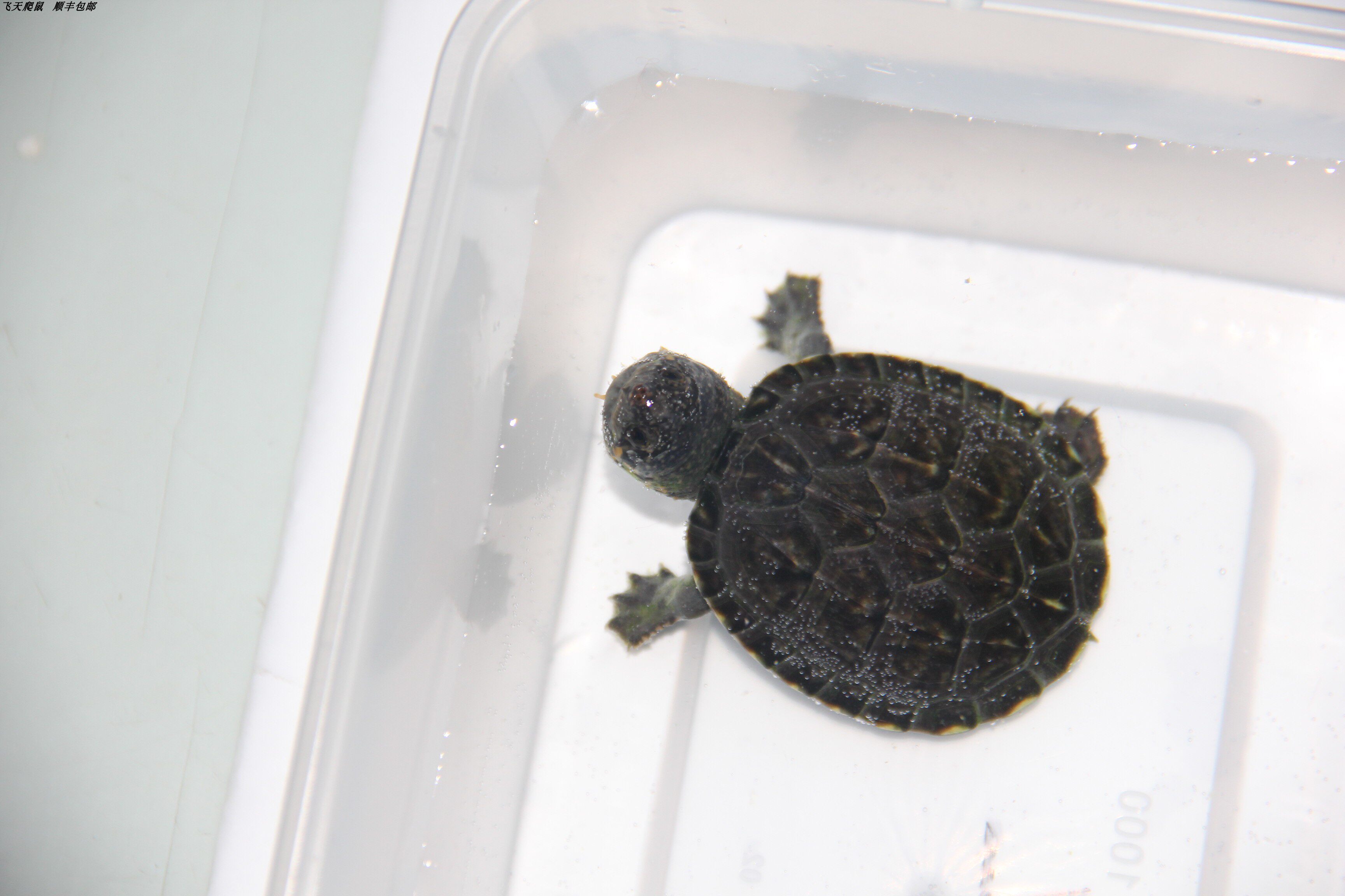 Self-propagation Salven egg tortoise Salven Central American three-string giant egg tortoise turtle tortoise turtle