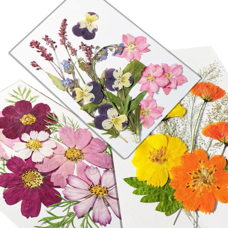 diy dry flower bag suit embossed patch face makeup photography write real drop glue mobile phone protective shell greeting cards true flower natural materials