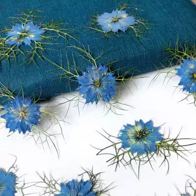 Little purple chrysanthemum Margaret Bingling Flower Centennial Chrysanthemum Golden Lumei Flower Specimens Dry Flower diy Material