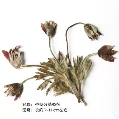 鼠尾草薰衣草红草花一串紫翁草花压花diy干花滴胶手机壳蜡片材料 鼠尾草薰衣草红草花一串紫翁草花压花diy干花滴胶手机壳蜡片材料
