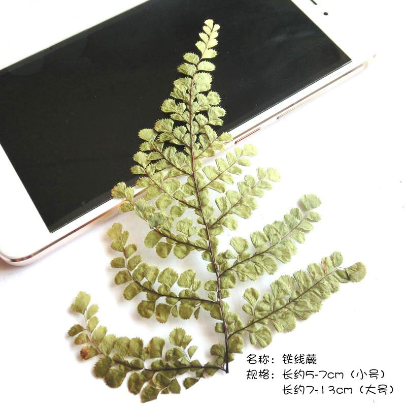 Clematis fern flower specimen diy drip flower greeting card crystal drip glue mobile phone case lighting primary and secondary school students handmade materials